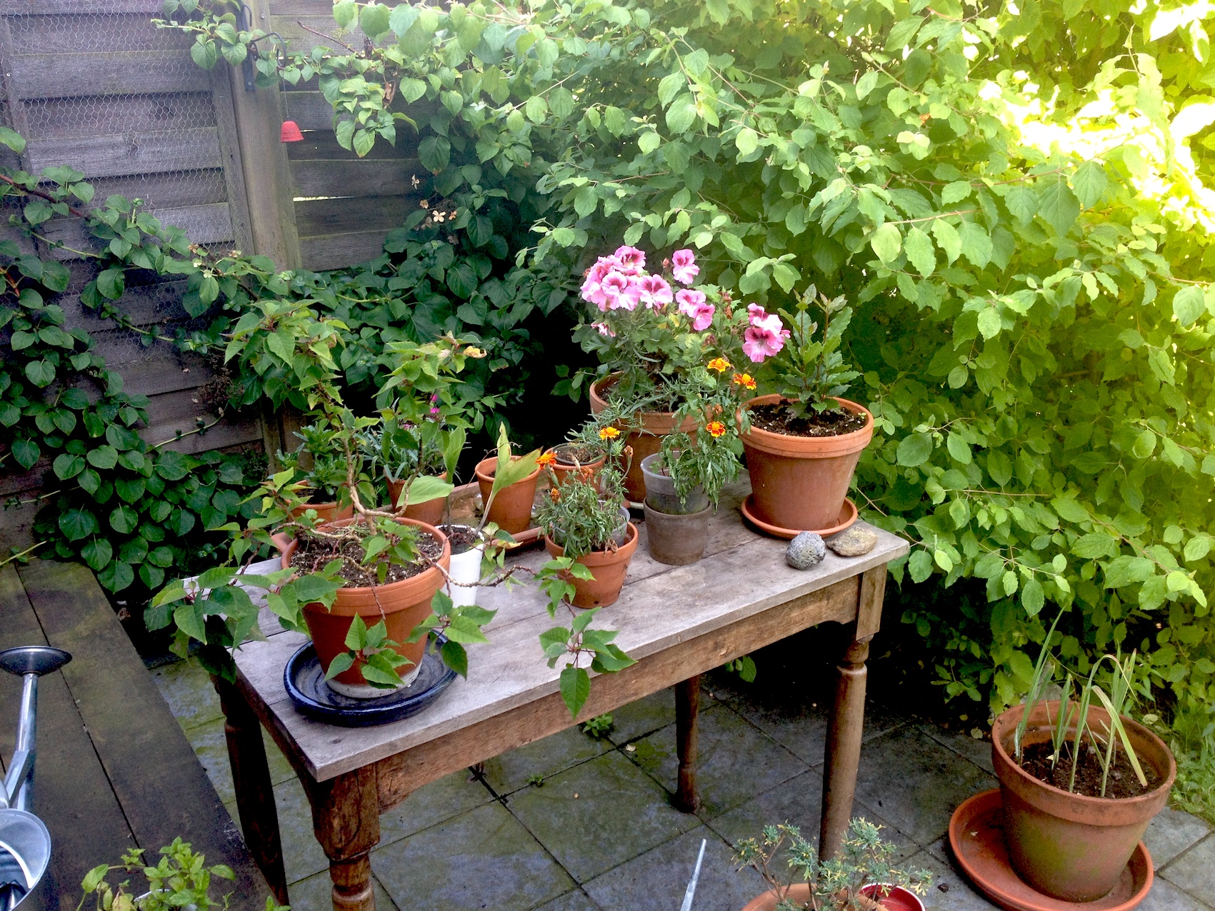 table aux plantes